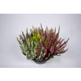 JESENSKA VRESA HIGH FIVE L23