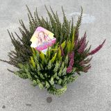 JESENSKA VRESA HIGH FIVE L23