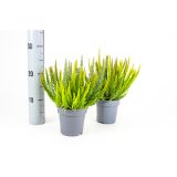 JESENSKA VRESA L10.5