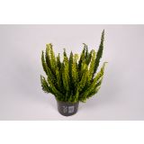 JESENSKA VRESA L10.5