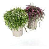 JESENSKA VRESA RASTA L14