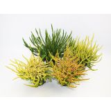 JESENSKA VRESA SUNSET MIX L12