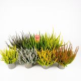 JESENSKA VRESA SUNSET MIX L12