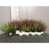 JESENSKA VRESA TRIO GARDEN GIRLSL10.5