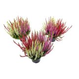 JESENSKA VRESA TRIO L12