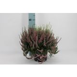 JESENSKA VRESA TRIO L17