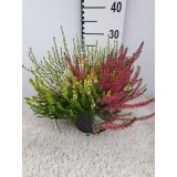 JESENSKA VRESA TRIO L17