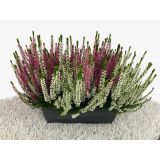 JESENSKA VRESA TRIO V OKR. LONCU L27