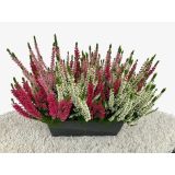 JESENSKA VRESA TRIO V OKR. LONCU L27