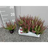 JESENSKA VRESA TWIN L6