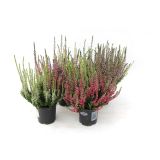 JESENSKA VRESA TWIN L6