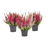 JESENSKA VRESA WILDBERRY WONDER L11