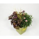 SEZONSKA RASTLINA JESENSKI NASAD HAPPY WINTER L17