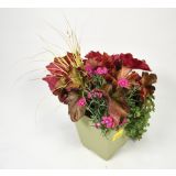 SEZONSKA RASTLINA JESENSKI NASAD HAPPY WINTER L17