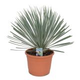 MEDITERANSKE RASTLINE JUKA