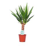 DREVO ŽIVLJENJA JUKA MIX L14