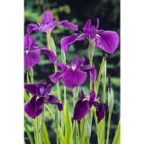 VODNE RASTLINE KAEMPFERJEVA PERUNIKA L 9