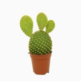 KAKTUS BELA OPUNCIJA L10.5