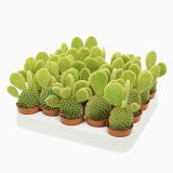 KAKTUS BELA OPUNCIJA L10.5