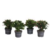 KAKTUS BOŽIČNI KAKTUS L13