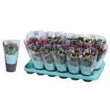 KAKTUS BOŽIČNI KAKTUS L9