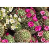 KAKTUS CACTUS MAMMILLARIA S CVETOVI L5.5 CM