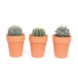 KAKTUS CACTUS MIX OKROGEL V GLINENEM LONCU