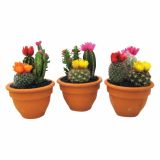 KAKTUS CACTUS MIX S SUHIMI CVETOVI