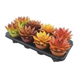 KAKTUS ESCHEVERIA MIRANDA JESENSKE BARVE