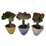 SUKULENT EUPHORBIA LACTEA V OKRASNEM LONCU L12