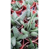 KAKTUS GASTERIJA L5.5