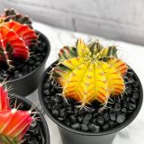 KAKTUS GYMNOCALYCIUM VARIEGATED L7.5 CM