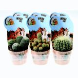 KAKTUS INDIAN MIX L12