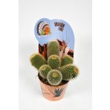 KAKTUS INDIAN MIX L12