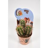 KAKTUS INDIAN MIX L12