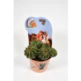 KAKTUS INDIAN MIX L12