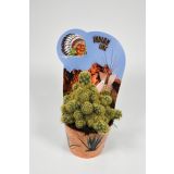 KAKTUS INDIAN MIX L12