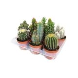 KAKTUS KAKTUS MIX L10