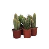 KAKTUS KAKTUS MIX L17