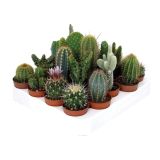 KAKTUS KAKTUS MIX L5