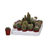 KAKTUS MIX L6
