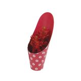 KAKTUS KAKTUS NOVO LETO