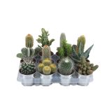 KAKTUS KAKTUS V OKRASNI POSODI