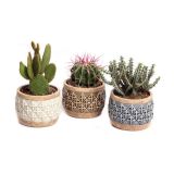 KAKTUS V OKRASNI POSODI L12