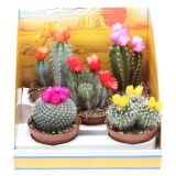 KAKTUS MIX S PISANIMI CVETOVI L10.5