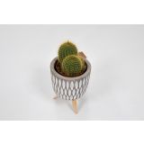 KAKTUS MIX V LONČKU NA STOJALU L7.5