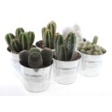 KAKTUS MIX V OKRASNEM LONCU L15