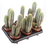 KAKTUS PILOSOCEREUS PACHYCLADUS L12