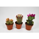KAKTUS S CVETOVI L8.5 CM