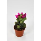 KAKTUS S CVETOVI L8.5 CM